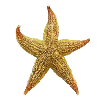 2 buc Uscate, pește Stea de Mare Star Beach Ambarcațiuni Petrecere de Nunta Decor Acasă Cadou steaua de mare estrellas de mar estrela do mar star fish